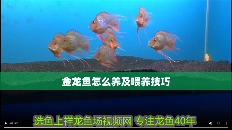 龍魚干蝦有營養嗎 金龍魚怎么養及喂養技巧 龍魚論壇 金龍魚怎么養及喂養技巧 金龍魚怎么養及喂養技巧 龍魚論壇