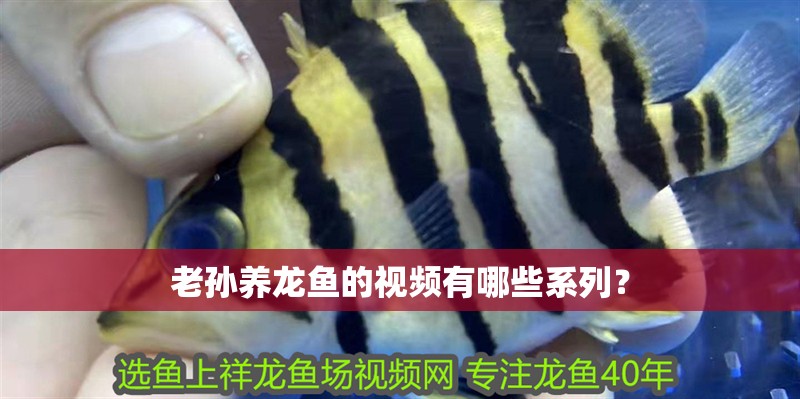 老孫養龍魚的視頻有哪些系列？