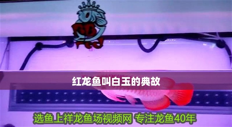 紅龍魚叫白玉的典故
