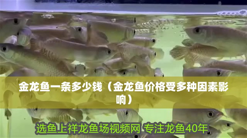 金龍魚一條多少錢（金龍魚價格受多種因素影響） 金龍魚一條多少錢（金龍魚價格受多種因素影響） 龍魚百科