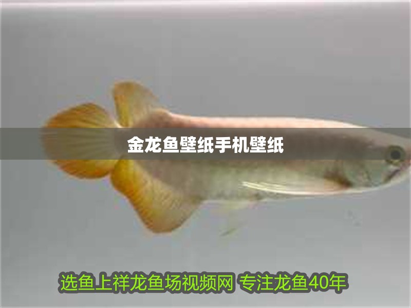 金龍魚壁紙手機壁紙
