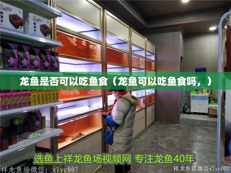 龍魚是否可以吃魚食（龍魚可以吃魚食嗎，）