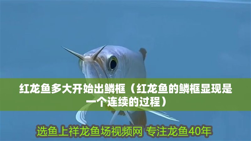 紅龍魚多大開始出鱗框（紅龍魚的鱗框顯現是一個連續的過程）