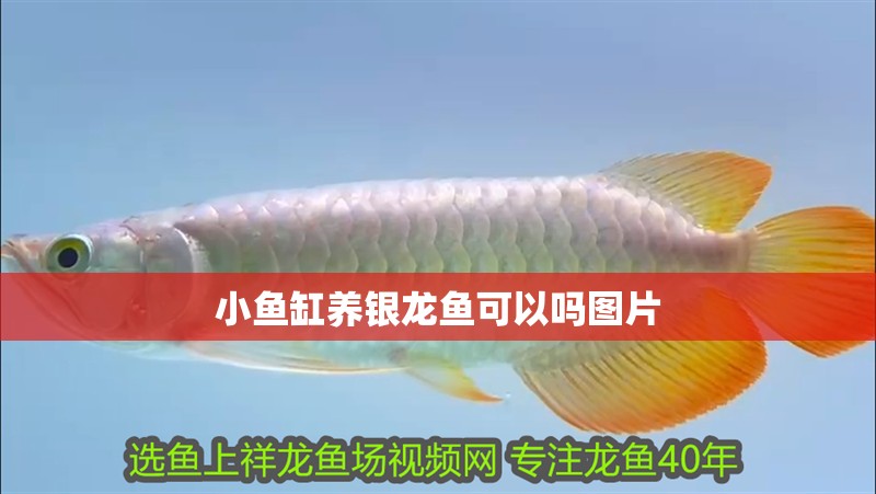 小魚缸養銀龍魚可以嗎圖片