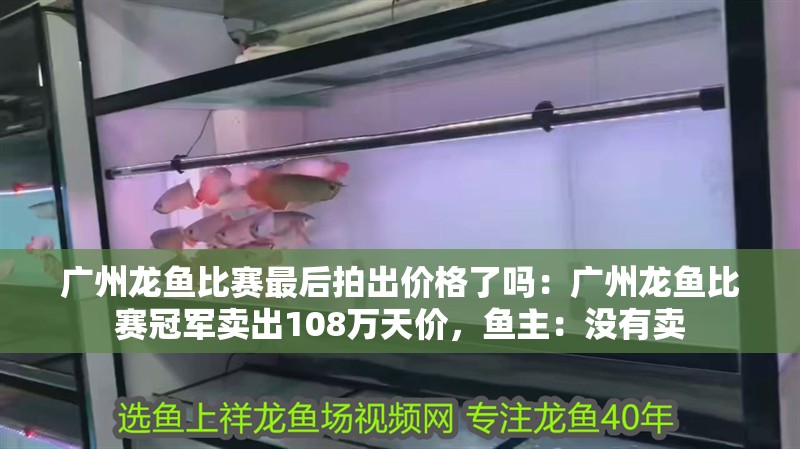 廣州龍魚比賽最后拍出價格了嗎：廣州龍魚比賽冠軍賣出108萬天價，魚主：沒有賣