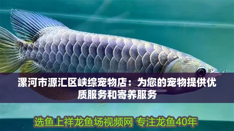 漯河市源匯區峽綜寵物店：為您的寵物提供優質服務和寄養服務 漯河市源匯區峽綜寵物店：為您的寵物提供優質服務和寄養服務 全國水族館企業名錄