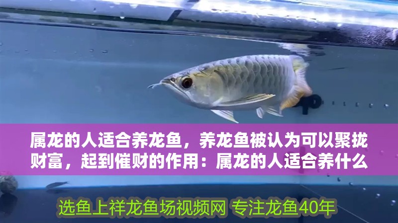 屬龍的人適合養(yǎng)龍魚，養(yǎng)龍魚被認(rèn)為可以聚攏財富，起到催財?shù)淖饔茫簩冽埖娜诉m合養(yǎng)什么魚？