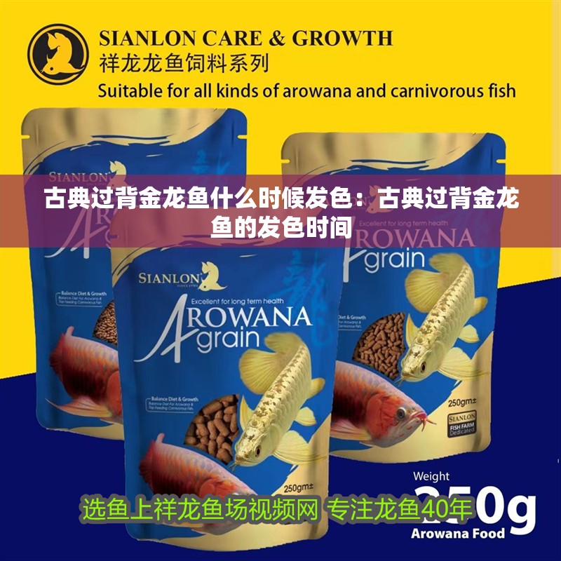 古典過背金龍魚什么時候發色：古典過背金龍魚的發色時間