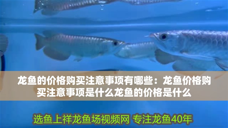 龍魚的價格購買注意事項有哪些：龍魚價格購買注意事項是什么龍魚的價格是什么