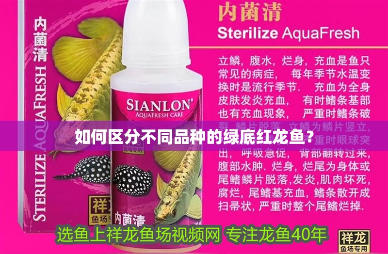如何區分不同品種的綠底紅龍魚？ 如何區分不同品種的綠底紅龍魚？ 水族問答