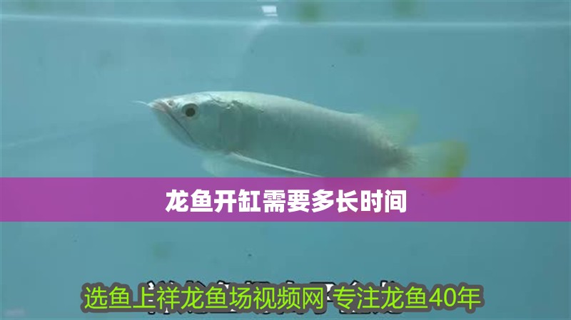 龍魚開缸需要多長時間