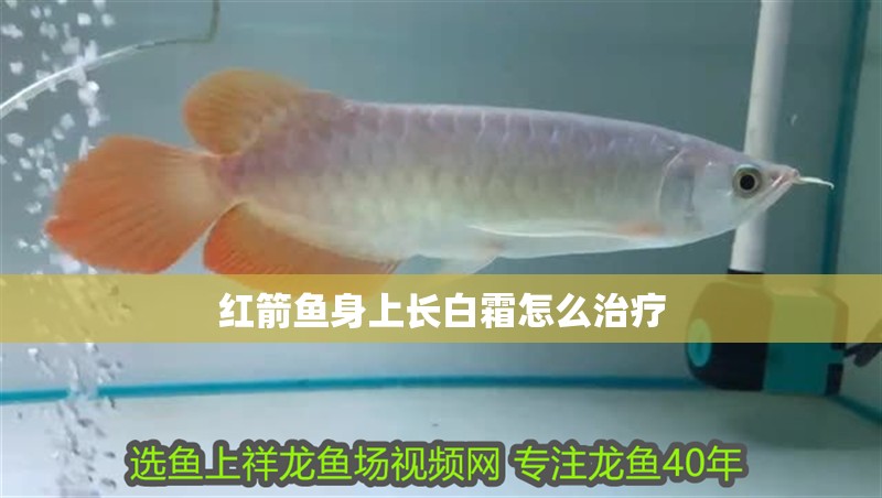 紅箭魚身上長白霜怎么治療