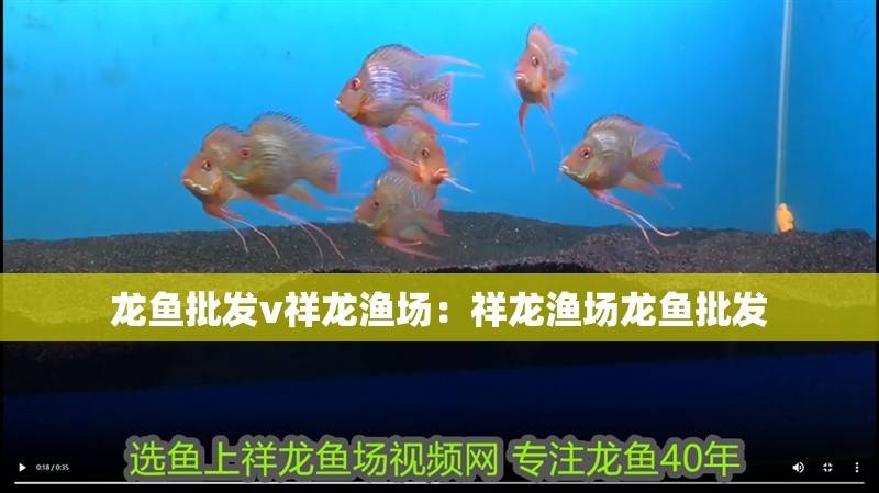 龍魚干蝦有營養嗎 龍魚批發v祥龍漁場:祥龍漁場龍魚批發 龍魚百科 龍魚批發v祥龍漁場:祥龍漁場龍魚批發 龍魚批發v祥龍漁場:祥龍漁場龍魚批發 龍魚百科