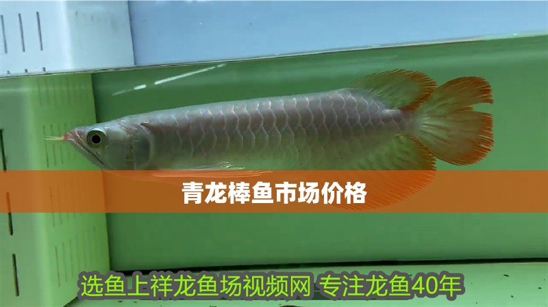 青龍棒魚市場價格 青龍棒魚市場價格 龍魚論壇