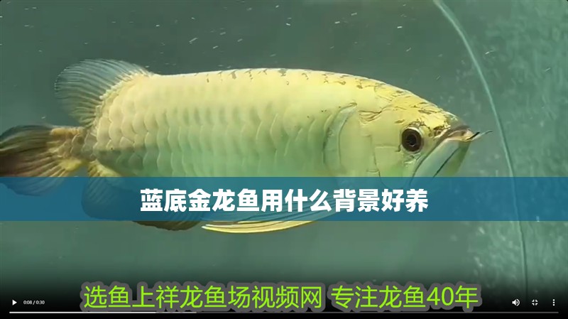 藍底金龍魚用什么背景好養