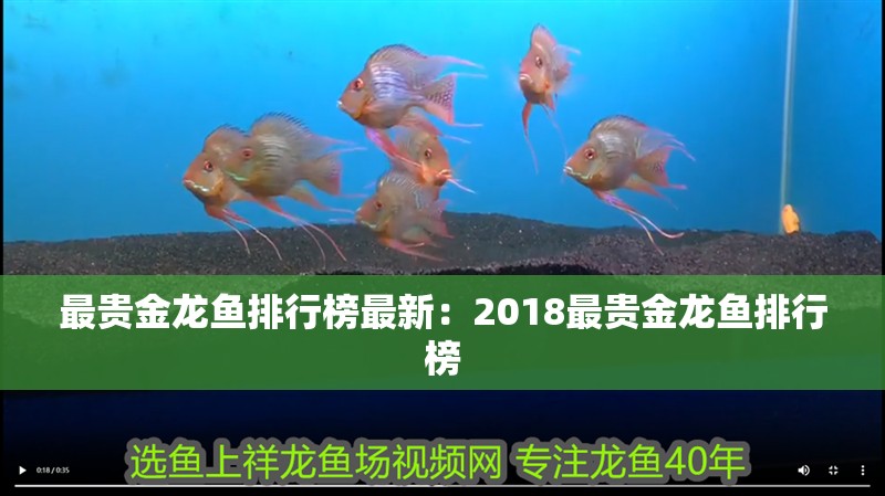 最貴金龍魚(yú)排行榜最新：2018最貴金龍魚(yú)排行榜