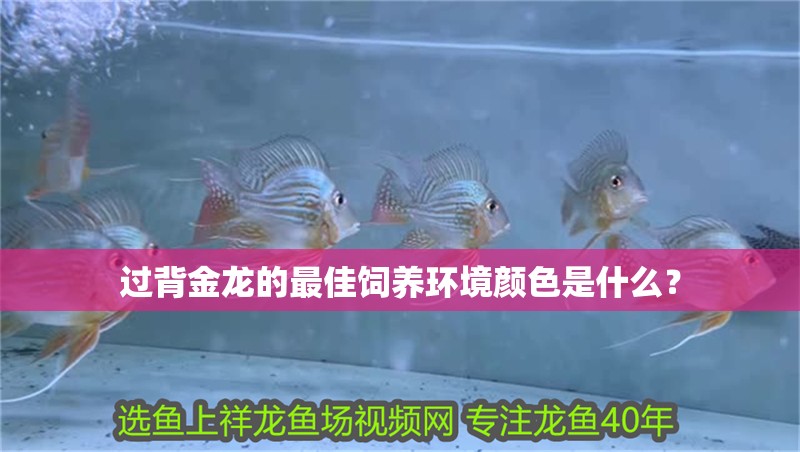 過背金龍的最佳飼養環境顏色是什么？