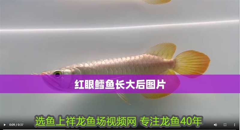 紅眼鱈魚長大后圖片