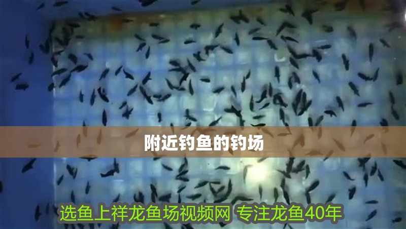 附近釣魚(yú)的釣場(chǎng)