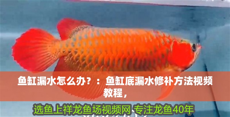 魚缸漏水怎么辦？：魚缸底漏水修補(bǔ)方法視頻教程，