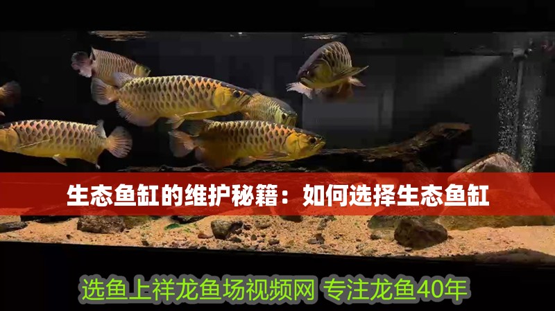 生態魚缸的維護秘籍：如何選擇生態魚缸