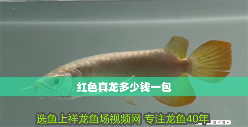紅色真龍多少錢一包