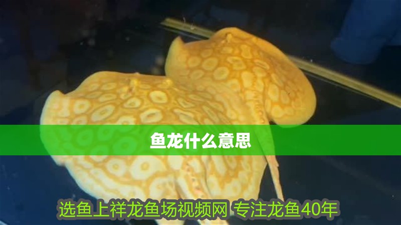 魚龍什么意思