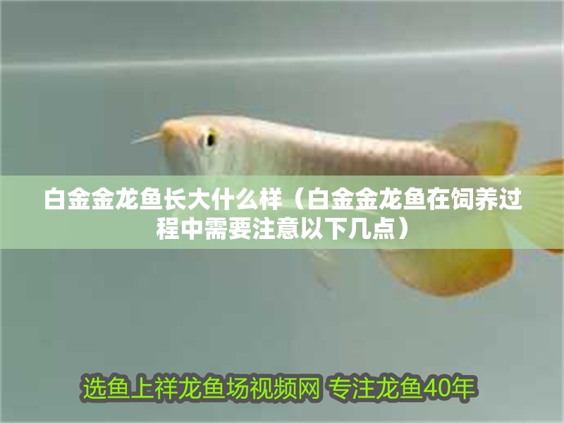 白金金龍魚長大什么樣（白金金龍魚在飼養過程中需要注意以下幾點）