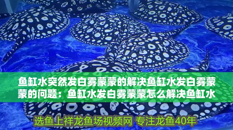 龍魚干蝦有營養嗎 魚缸水突然發白霧蒙蒙的解決魚缸水發白霧蒙蒙的問題:魚缸水發白霧蒙蒙怎么解決魚缸水發白霧蒙蒙的問題 魚缸百科 魚缸水突然發白霧蒙蒙的解決魚缸水發白霧蒙蒙的問題:魚缸水發白霧蒙蒙怎么解決魚缸水發白霧蒙蒙的問題 魚缸水突然發白霧蒙蒙的解決魚缸水發白霧蒙蒙的問題:魚缸水發白霧蒙蒙怎么解決魚缸水發白霧蒙蒙的問題 魚缸百科