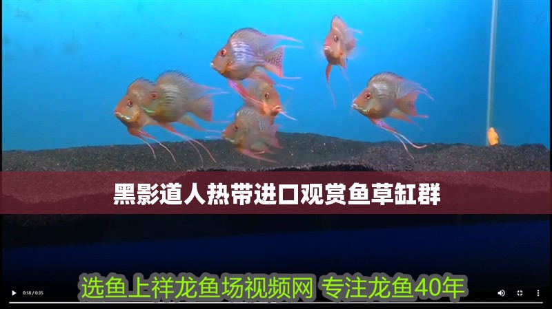 黑影道人熱帶進口觀賞魚草缸群 黑影道人熱帶進口觀賞魚草缸群 龍魚論壇