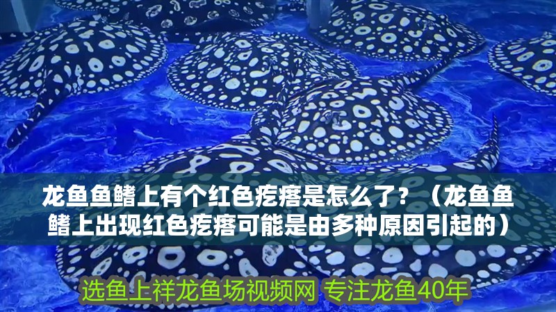 龍魚魚鰭上有個紅色疙瘩是怎么了？（龍魚魚鰭上出現紅色疙瘩可能是由多種原因引起的）