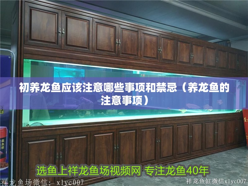初養龍魚應該注意哪些事項和禁忌（養龍魚的注意事項）