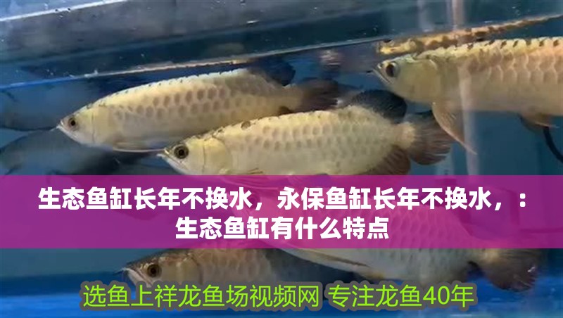 生態魚缸長年不換水，永保魚缸長年不換水，：生態魚缸有什么特點