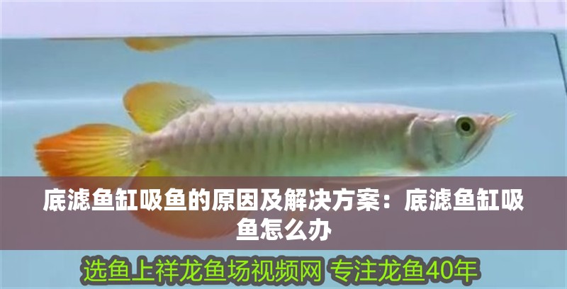 底濾魚缸吸魚的原因及解決方案：底濾魚缸吸魚怎么辦