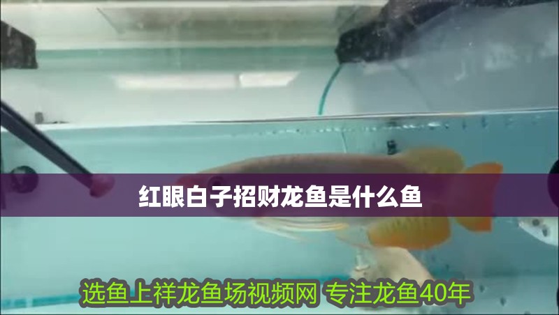 紅眼白子招財龍魚是什么魚 紅眼白子招財龍魚是什么魚 龍魚論壇