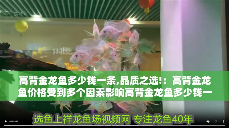 高背金龍魚多少錢一條,品質之選!：高背金龍魚價格受到多個因素影響高背金龍魚多少錢一條