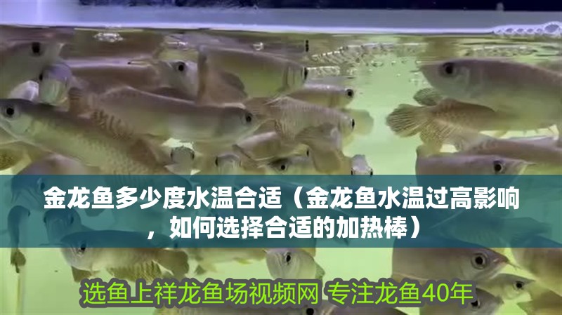 金龍魚多少度水溫合適（金龍魚水溫過高影響，如何選擇合適的加熱棒）