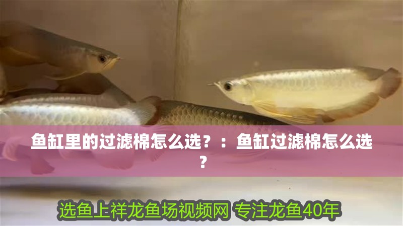 魚缸里的過(guò)濾棉怎么選？：魚缸過(guò)濾棉怎么選？