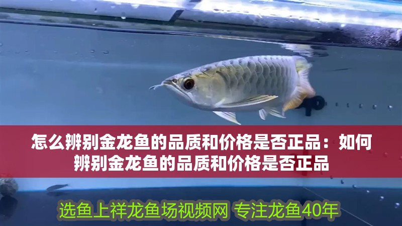 怎么辨別金龍魚的品質和價格是否正品：如何辨別金龍魚的品質和價格是否正品