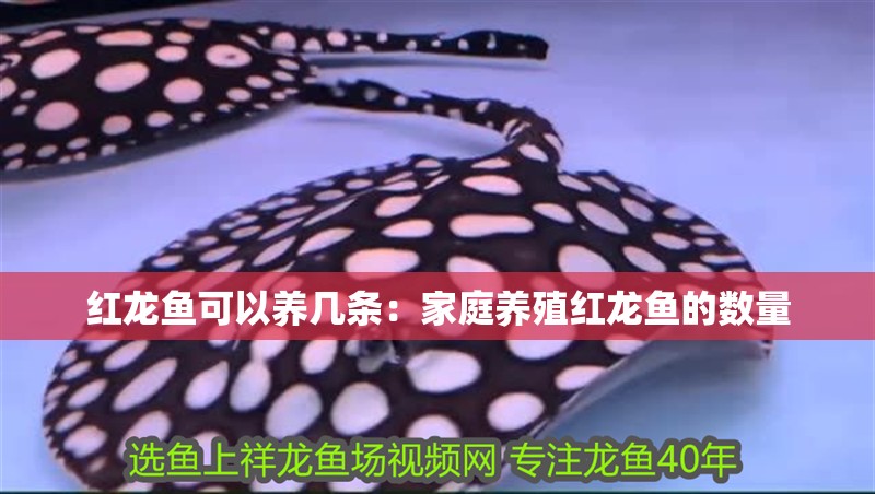 紅龍魚可以養幾條：家庭養殖紅龍魚的數量