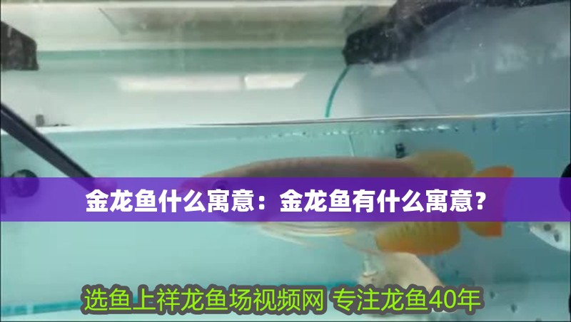 金龍魚什么寓意：金龍魚有什么寓意？