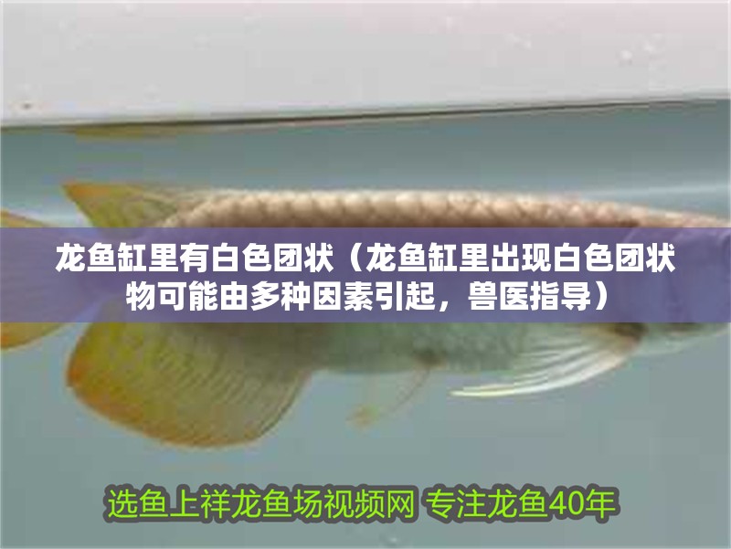 龍魚缸里有白色團狀（龍魚缸里出現白色團狀物可能由多種因素引起，獸醫指導） 龍魚缸里有白色團狀（龍魚缸里出現白色團狀物可能由多種因素引起，獸醫指導） 魚缸百科