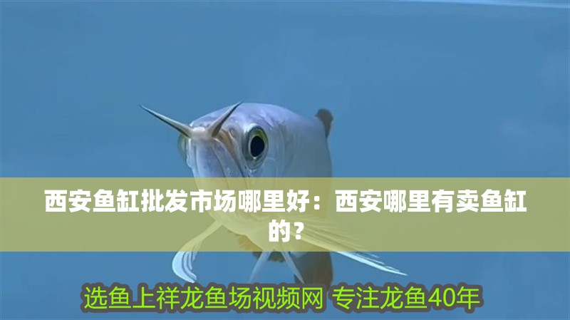 西安魚缸批發市場哪里好：西安哪里有賣魚缸的？