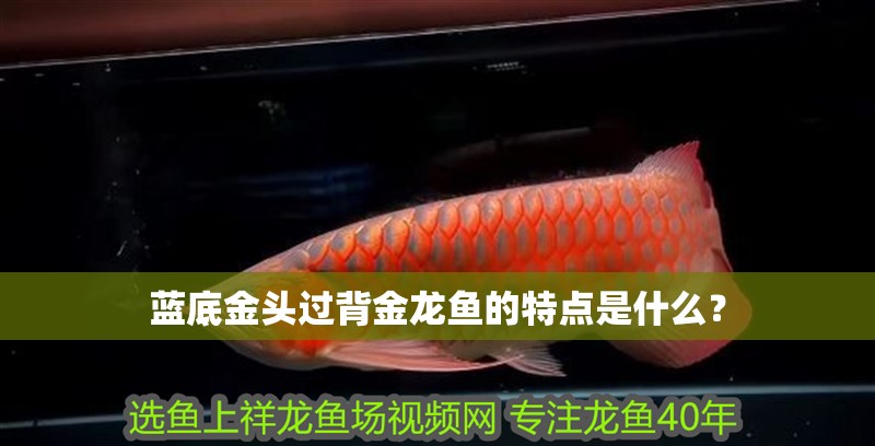 藍底金頭過背金龍魚的特點是什么？