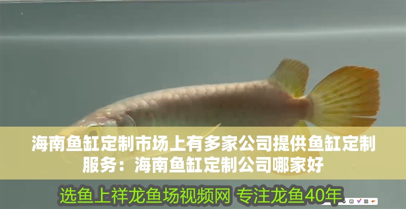 海南魚缸定制市場上有多家公司提供魚缸定制服務：海南魚缸定制公司哪家好