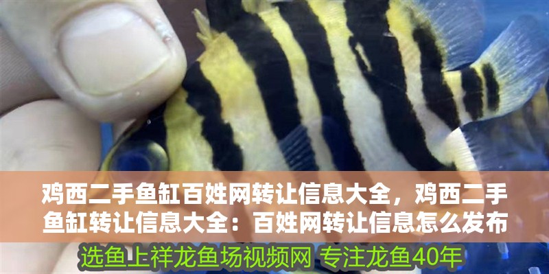 我的虎魚真菌感染了要怎么處理 雞西二手魚缸百姓網(wǎng)轉(zhuǎn)讓信息大全,雞西二手魚缸轉(zhuǎn)讓信息大全:百姓網(wǎng)轉(zhuǎn)讓信息怎么發(fā)布 魚缸百科 雞西二手魚缸百姓網(wǎng)轉(zhuǎn)讓信息大全,雞西二手魚缸轉(zhuǎn)讓信息大全:百姓網(wǎng)轉(zhuǎn)讓信息怎么發(fā)布 雞西二手魚缸百姓網(wǎng)轉(zhuǎn)讓信息大全,雞西二手魚缸轉(zhuǎn)讓信息大全:百姓網(wǎng)轉(zhuǎn)讓信息怎么發(fā)布 魚缸百科