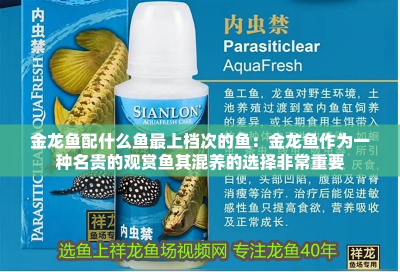 金龍魚配什么魚最上檔次的魚：金龍魚作為一種名貴的觀賞魚其混養的選擇非常重要