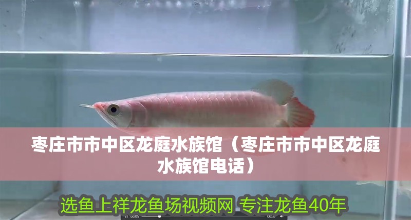 棗莊市市中區龍庭水族館（棗莊市市中區龍庭水族館電話）