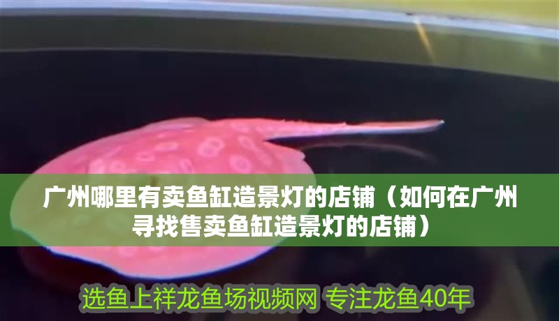 廣州哪里有賣魚缸造景燈的店鋪（如何在廣州尋找售賣魚缸造景燈的店鋪）