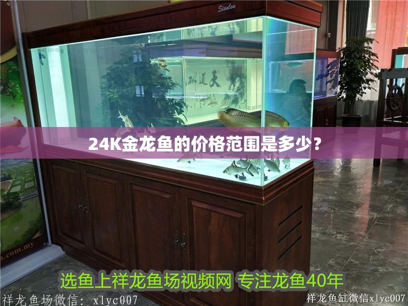 24K金龍魚的價格范圍是多少？